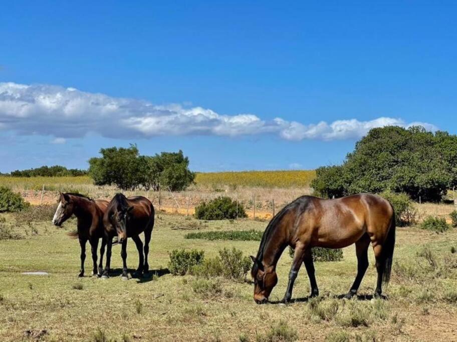 Malgas Owl Cottage - Living The Breede מראה חיצוני תמונה